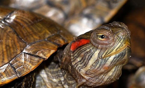 巴西龟眼睛睁不开什么原因