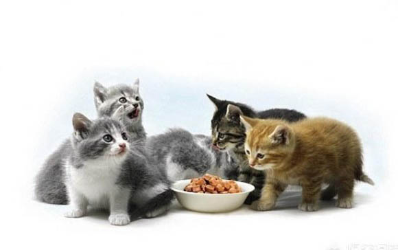 小猫到处拉屎,原因何在?