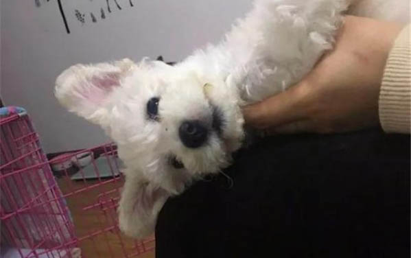 小狗被蜱虫咬了后遗症