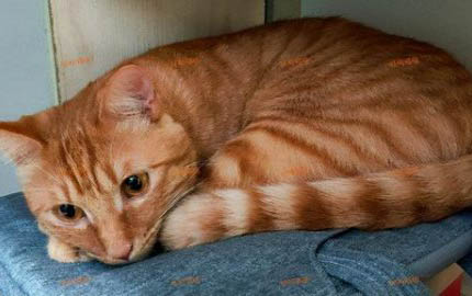 猫咪能吃红薯吗