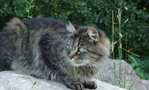 猫的平均寿命是多少?