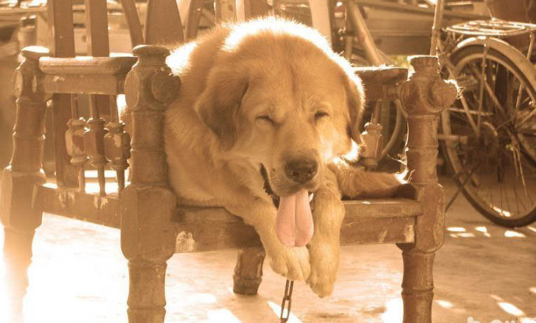 狗狗得了细小犬瘟有什么症状