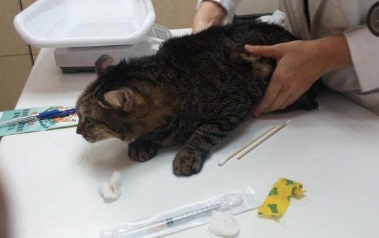 小猫拉肚子的原因及处理方法