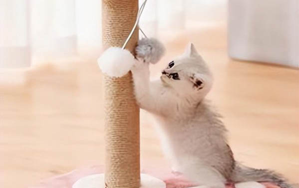 请问猫咪呕吐的原因及处理方法?