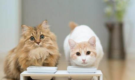 猫咪吃了猫薄荷为什么会一直呕吐