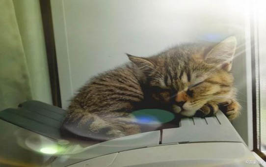小猫放屁特别臭怎么回事?
