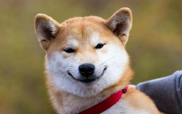 狗一天要睡多少个小时
