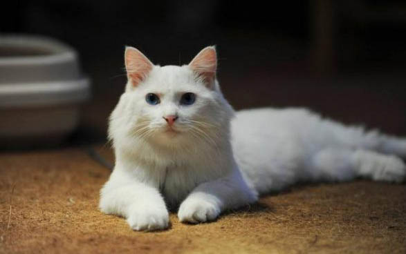 两只小猫咪要多久才能不打架