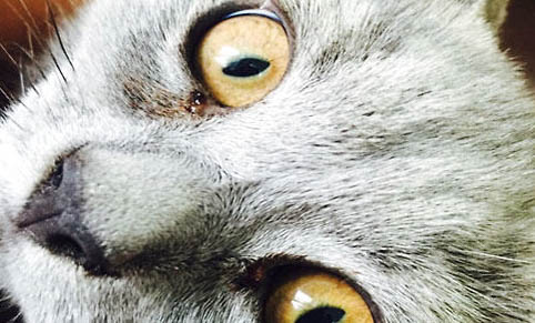 猫咪绝育后不吃不喝还呕吐是怎么回事