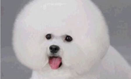最好养的狗有哪些
