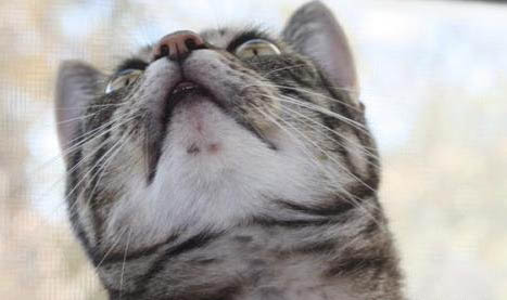 猫咪一般在几月份生小猫