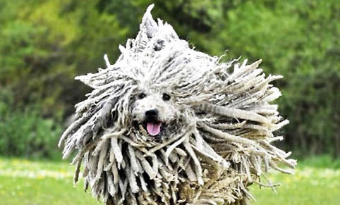 可蒙犬生产后恶露多久排干净