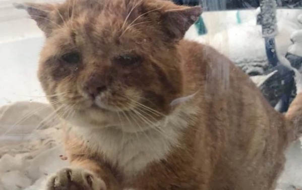 猫咪疱疹性结膜炎症状