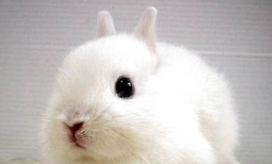 侏儒兔能活多久