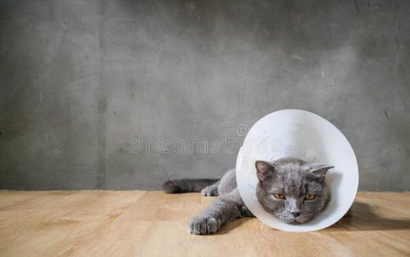 猫咪黑下巴掉毛脱皮是什么原因