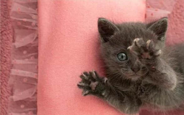 猫咪不爱吃猫粮咋办