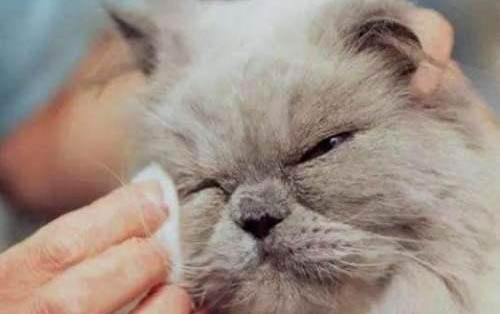 义乌哪里有猫舍