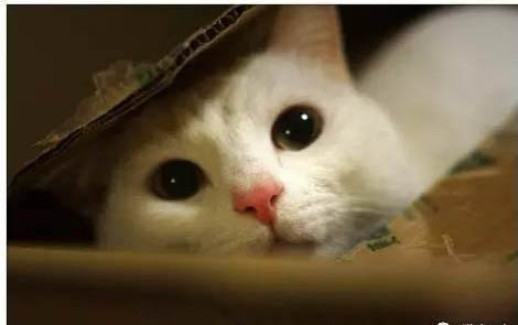 小猫咪总叫个不停是怎么回事啊?