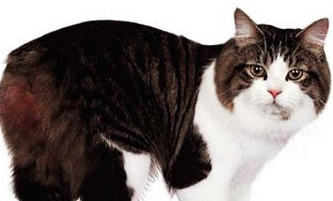 猫咪应激多久才能缓过来