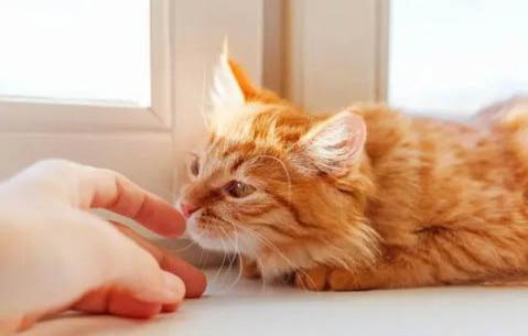 猫鼻支怎么治疗呢