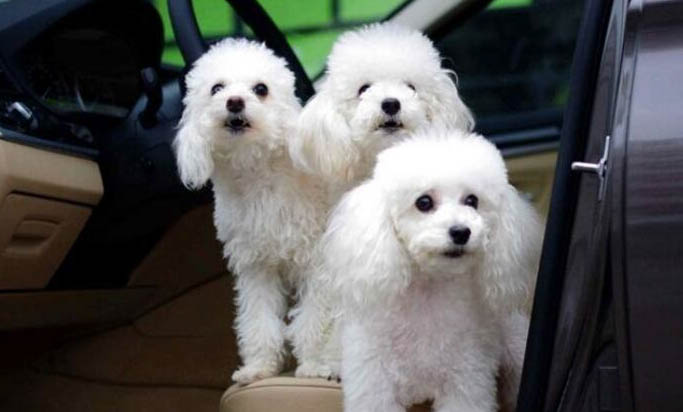 贵宾犬多大才算成年