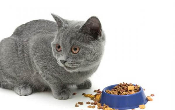 小猫能不能吃火腿肠