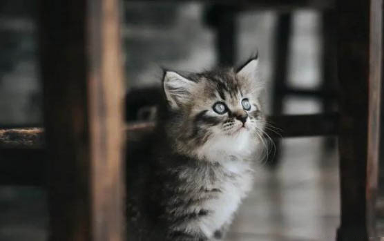 小猫食欲不振精神状态不佳怎么办