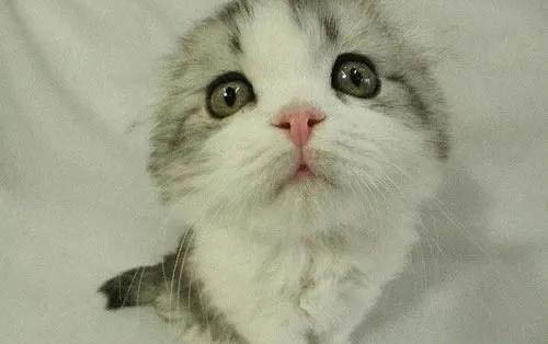 猫感冒流鼻涕打喷嚏吃什么药可以治
