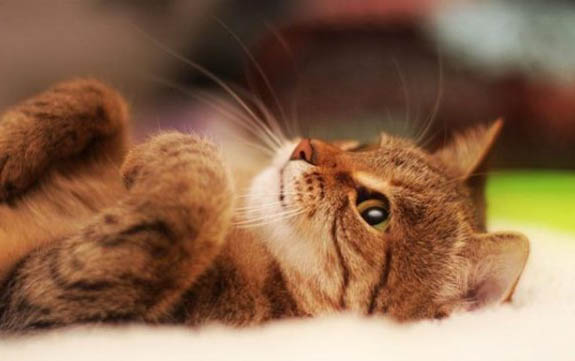 猫肚子有虫怎么办