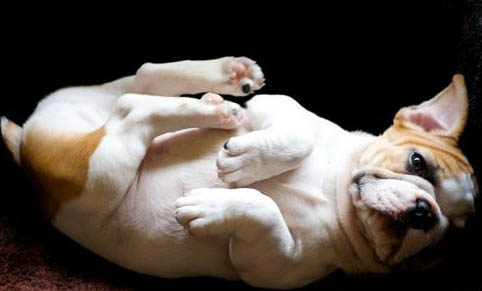 犬猫乳房肿胀的原因