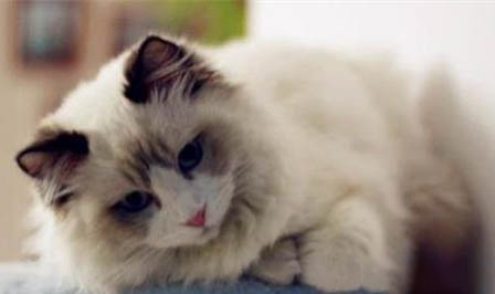 养布偶猫公猫好还是母猫好