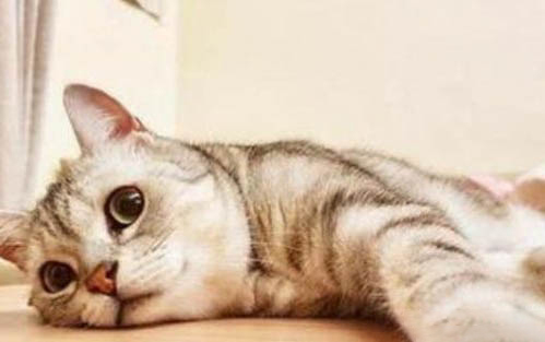 小猫为什么半夜不睡觉