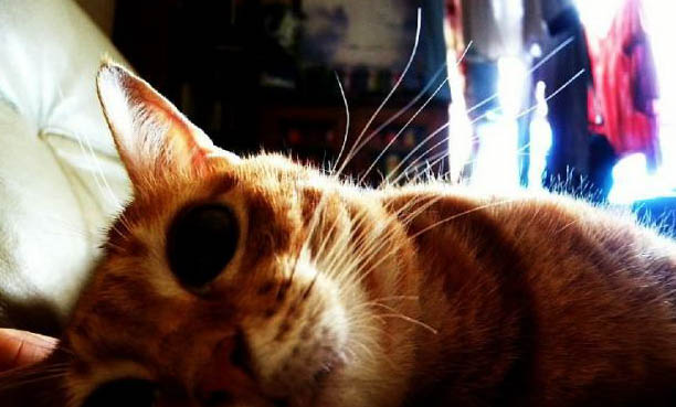 怎么才能让猫咪意识到自己做错了