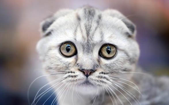 猫咪头胎要多久生出来