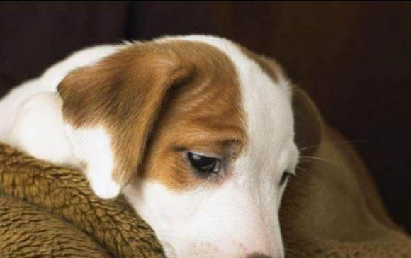 夏天幼犬多久洗一次澡啊