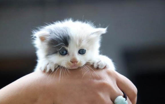 猫咪在洗完澡后就感冒的症状有哪些