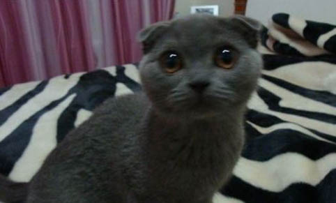 猫瘟会传染给猫咪吗怎么办呢