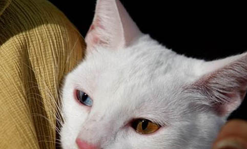 猫咪长时间不剪指甲会怎么样