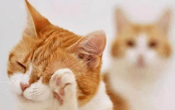 给猫咪喂完饭为什么会呕吐