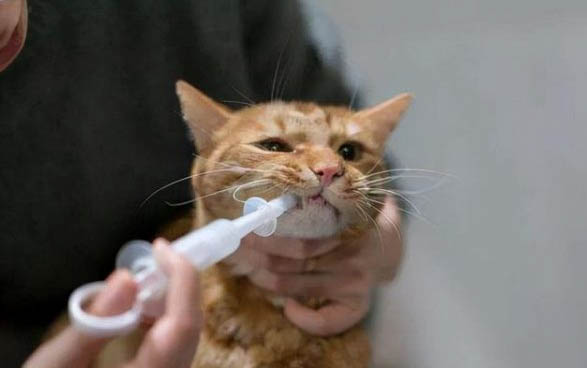 猫咪棉签排卵法教程