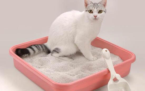 小猫几个月退乳毛?