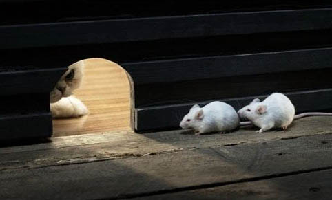 怎么才能让猫咪意识到自己做错了