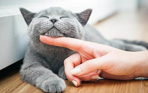 母猫生完肚子鼓鼓的原因及处理方法
