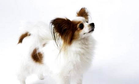 蝴蝶犬身上太臭不能洗澡怎么办