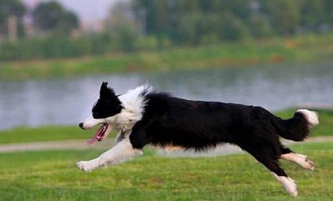 如何训练边境牧羊犬