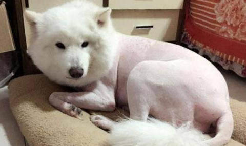 狗拉肚子吐黄水