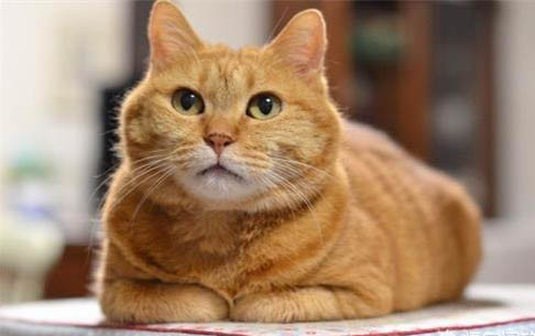 猫咪得肠胃炎一星期不吃了怎么办?