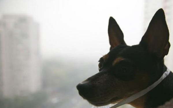 狗狗分离焦虑症的表现有哪些？