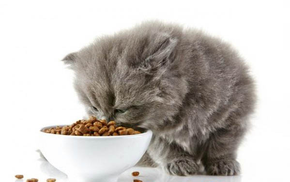 幼猫可以喝舒化奶吗