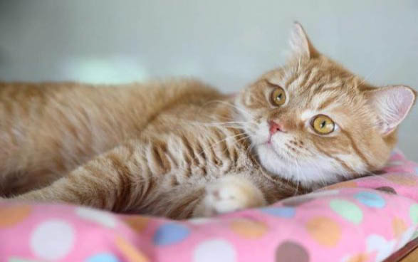 两个月小猫可以吃猫罐头吗